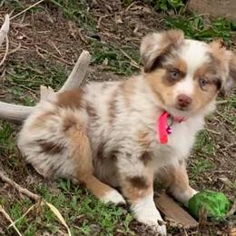 Miniature Australian Shepherds and Toy Australian Shepherds from Rust Farm