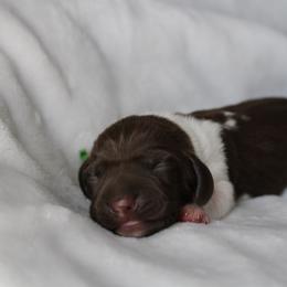 Virgil - Chocolate male Dachshund puppy in Lebanon, Tennessee from Thomas Dachshunds