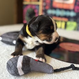 Yellow -Stevie - Tri-color female Bernese Mountain Dog puppy in Redlands, California from Country Feels Ranch