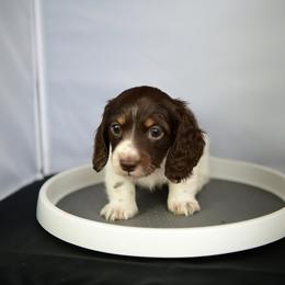 Bandit - Chocolate and tan male Dachshund puppy in Austin, Texas from Glorious Minis