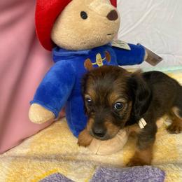 ZOEY - Black and tan female Dachshund puppy in Elizabethtown, Kentucky from Teeny Tiny Puppy Tails