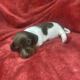 Ella - Piebald female Dachshund puppy in Richmond, Virginia from Paw Prints