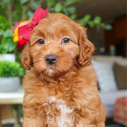 Bobber - Red  female Goldendoodle puppy in Salado, Texas from Red Ranch Dogs