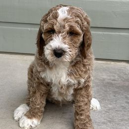 Goldendoodle Puppies from Colorado Dreamin Doodles