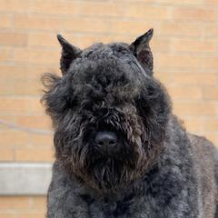 Bliss - Bouvier des Flandres