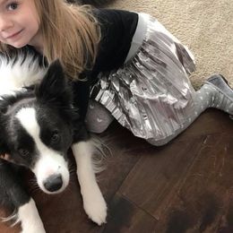 Border Collie Puppies from BMW Border Collies