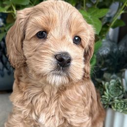 Delta - Cockapoo puppy from Darby Park Doodles