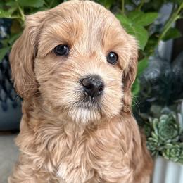 Delta - Cockapoo puppy from Darby Park Doodles