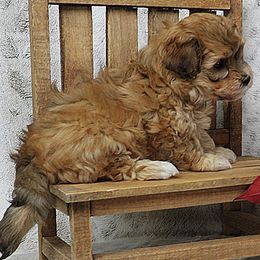 Bucky (Pumpkin) - Red sable male Havanese puppy in Salt Lake City, Utah from Steal Your Heart Havanese
