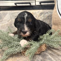 Boy 3 - male Bernedoodle puppy in Temecula, California from Country Hills Doodles