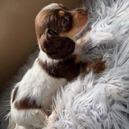 Lily - Piebald female Dachshund puppy in Midland, Texas from The Barefield Doxies