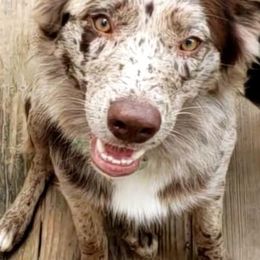 Australian Shepherds from Rafter KLF Australian Shepherds