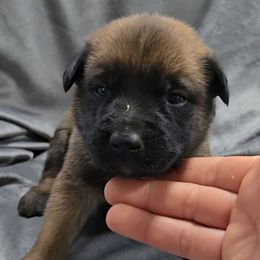 Indy's Azure - Mahogany female Belgian Malinois puppy in Berry, Alabama from North River k9