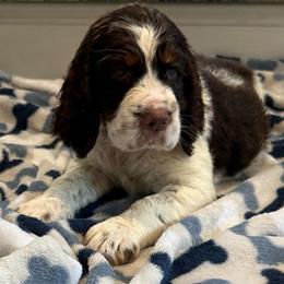 Smiley - Liver white and tan female English Springer Spaniel puppy in Newport News, Virginia from Sara's English Springer Spaniels