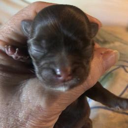 Girl 4 - Chocolate female Chihuahua puppy in Amelia, Virginia from Pannell’s Precious Pups
