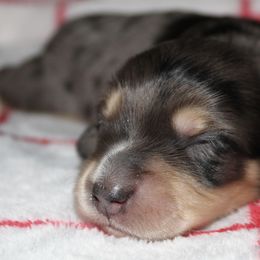 Bambi - Black and cream female Dachshund puppy in North Ogden, Utah from Flying S Mini Dachshunds