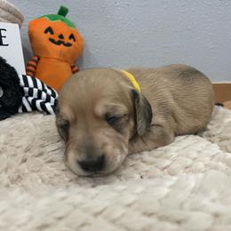 Kiara - Cream female Dachshund puppy in Bullard, Texas from Mimidachs of Texas