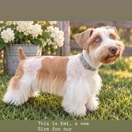 Emi - Miniature Schnauzer