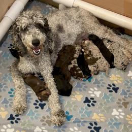 Aussiedoodle puppies from Arena Valley Acres