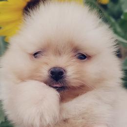 French Bulldog and Pomeranian Puppies from Purrs N Poms