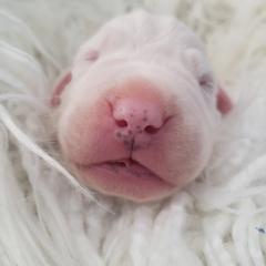"new born Dogo Argentino " Dogo Argentino Puppies from Legend Dogos Dogo Argentinos