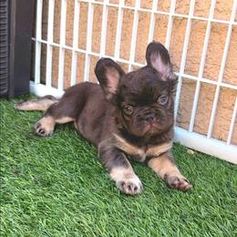 Baby Grizzly - Black and tan male French Bulldog puppy in Las Vegas, Nevada from Fabulousbulldogs LLC