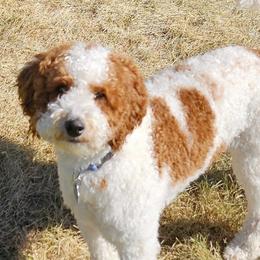 June - Goldendoodle