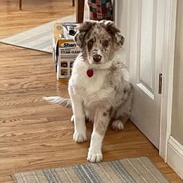 Australian Shepherd Puppies from Spirited Aussies