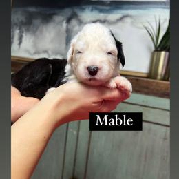 Mable - Gray and white female Old English Sheepdog puppy in Bristol, Indiana from Ridgeruns OES