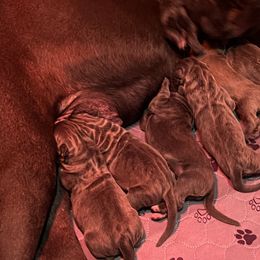 Boy 4 - Cane Corso puppy from Revolutions Kennel