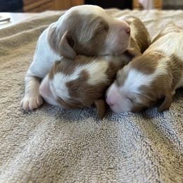Bernedoodle, Poodle, and Soft Coated Wheaten Terrier Puppies from Whoodles of Wyoming