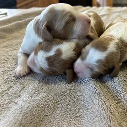 Bernedoodle, Poodle, and Soft Coated Wheaten Terrier Puppies from Whoodles of Wyoming
