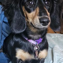 Dachshund Puppies from Dreamy Creamies