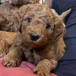 Crash - Red  male Goldendoodle puppy in Sugar City, Idaho from Idaho Sugar Doodle Pups