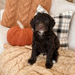 Fudge - Brown and white male Sheepadoodle puppy in Austin, Texas from Darling Doodles