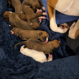 Girl 1 - Fawn female Boxer puppy in Ocala, Florida from La Mer Boxers
