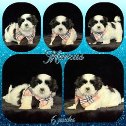 Luka now (Marcus) - Black and white male Shih Tzu puppy in Yelm, Washington from Lala's All Star Shih Tzu