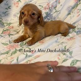 Fig - Cream female Dachshund puppy in East Dover, Vermont from Audet’s Mini Dachshunds