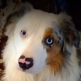 Colton - Miniature Australian Shepherd
