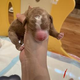 Red collar - Red  female Poodle puppy in Frisco, Texas from Maltese & poodle Lovers