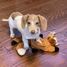 Dachshund Puppies from Benji’s Babies