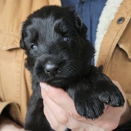 Haven (Pink) - Black female German Shepherd puppy in Columbus, Indiana from Stony Lonesome GSD