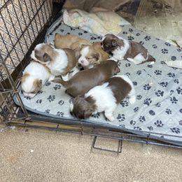Shih Tzu Puppies from Thickety Farm