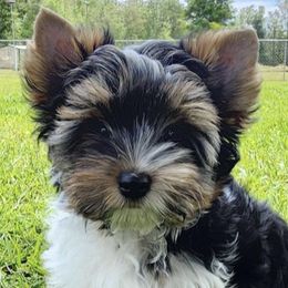 Biewer Terriers and Yorkshire Terriers from Southern Georgia Yorkies and biewers