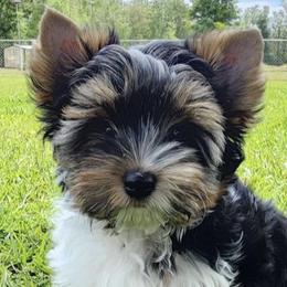 Biewer Terriers and Yorkshire Terriers from Southern Georgia Yorkies and biewers