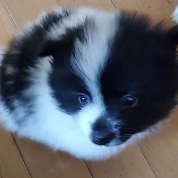 Rowdy - Black parti male Pomeranian puppy in Bellevue, Iowa from Fluffy Wonders Poms and Doodles