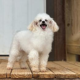 Poodle puppies from Cuddles n Curls