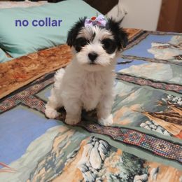 No collar  female - White and tan female Maltese puppy in Kimball, Tennessee from Desrosier