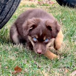 Toy Australian Shepherd Puppies from Kickapoo Creek Toy Aussies