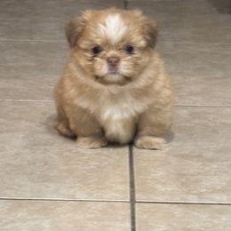 Shih Tzu Puppies from Staci Paysinger